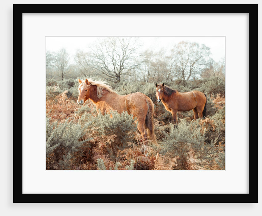 Horses in forest by Assaf Frank